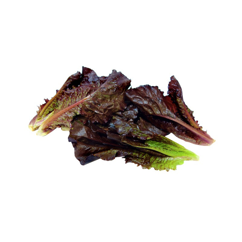 Red Lettuce Romaine ( 500 gm ) - Sowfresh