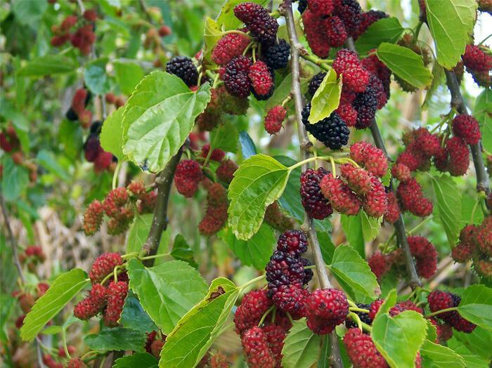 Mulberries (1Kg) - Sowfresh
