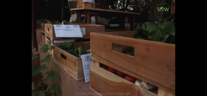 ORGANIC VEGETABLE BOX - Sowfresh